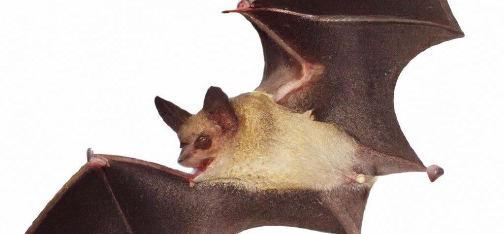 I pipistrelli in zoologia: i chirotteri e il loro incredibile adattamento